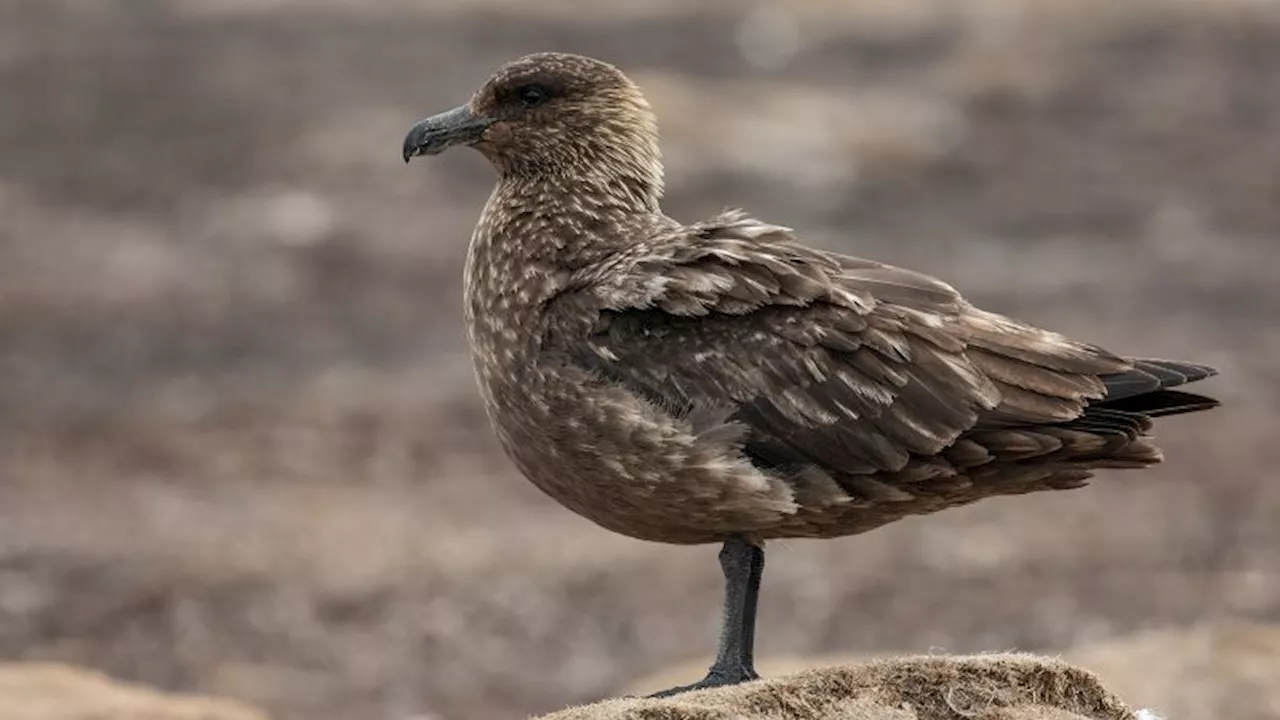 Bird flu detected in Antarctic for the first time, British Antarctic Survey says