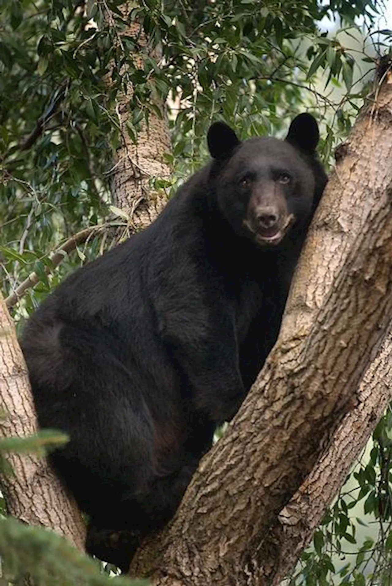 Bear attacks St. Regis Aspen Resort security guard in hotel kitchen