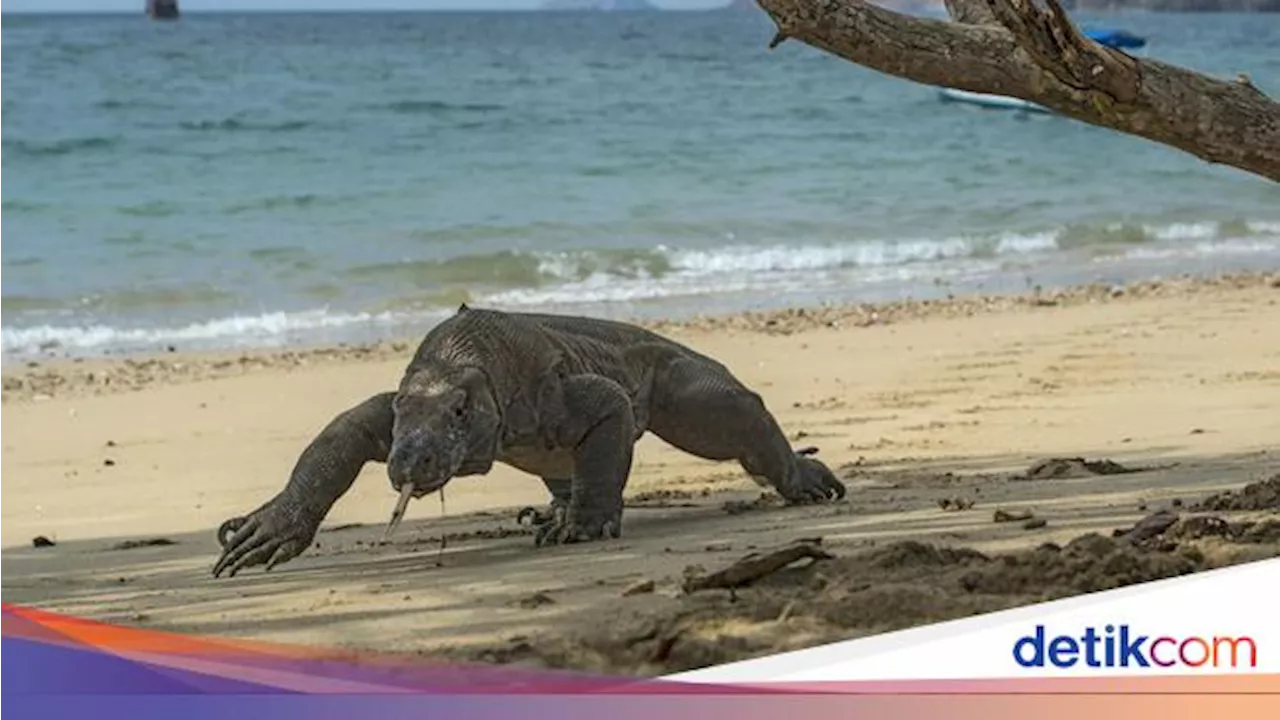 Detik-detik Warga Pulau Rinca Digigit Komodo Saat Istirahat