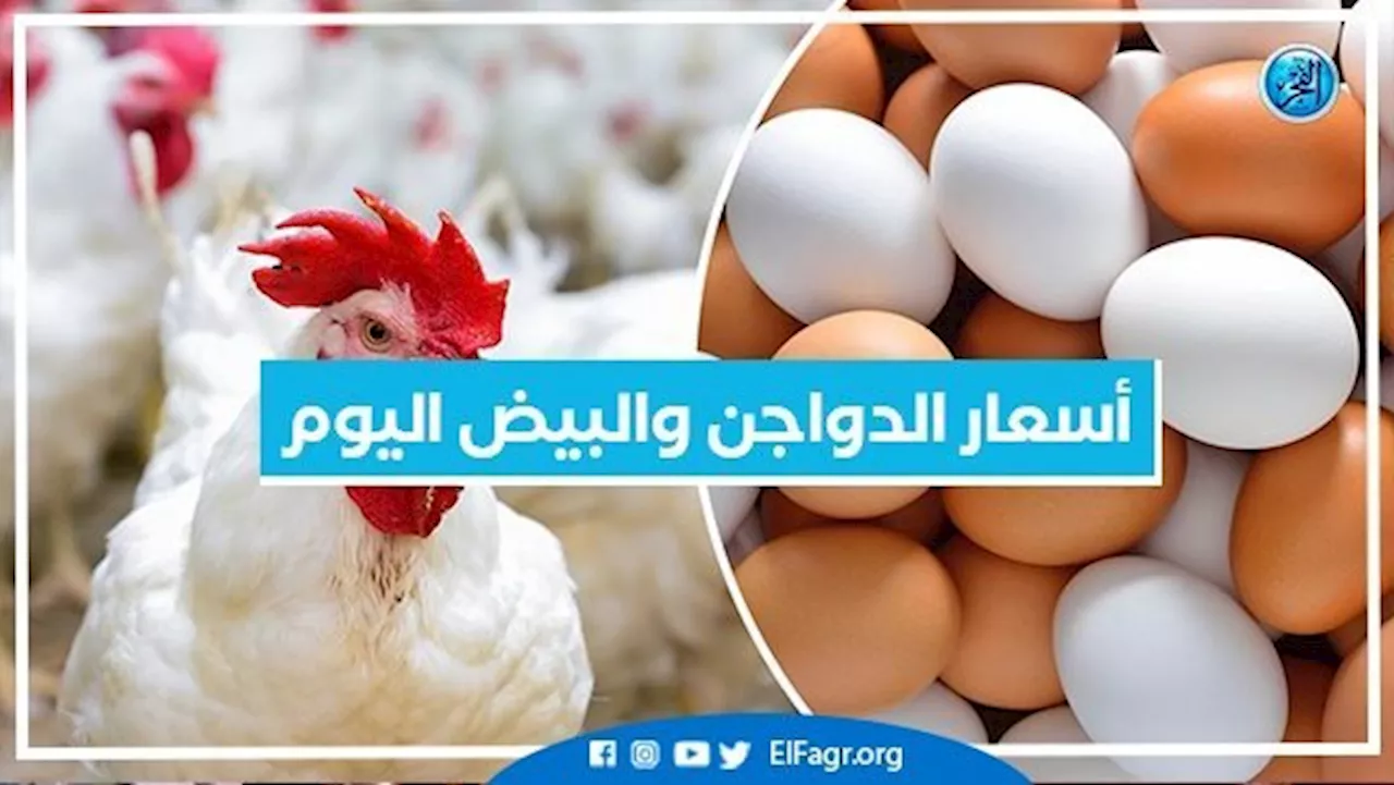 أسعار الدواجن والبيض اليوم الأربعاء 25-10-2023 بمحافظة البحيرة