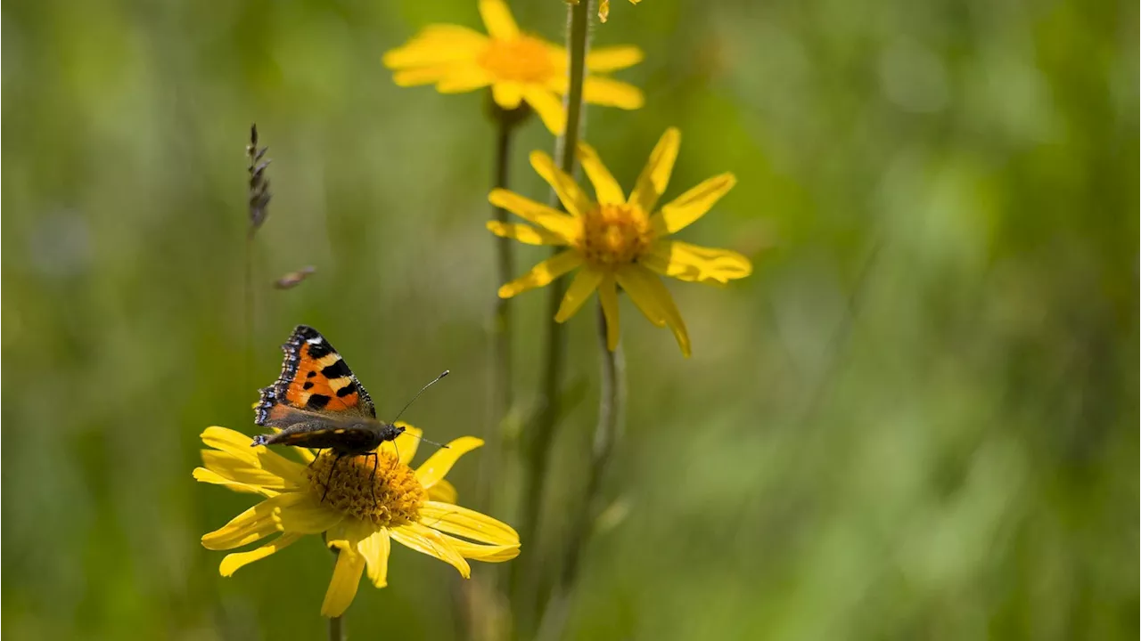 Investors And Companies Set The Stage For A $20 Trillion Impact Through New Nature Reporting