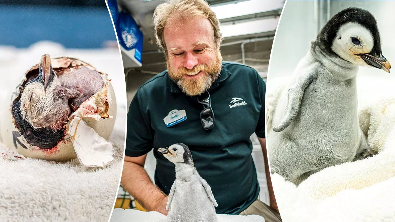 Emperor penguin is hatched at SeaWorld San Diego, the first in more than a decade