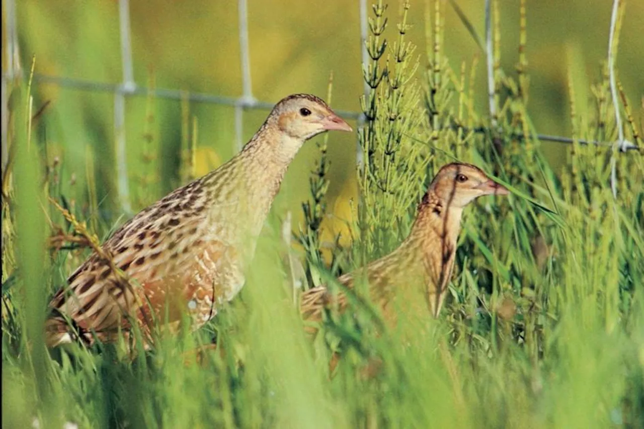 Number of corncrakes in Scotland increases for first time in five years