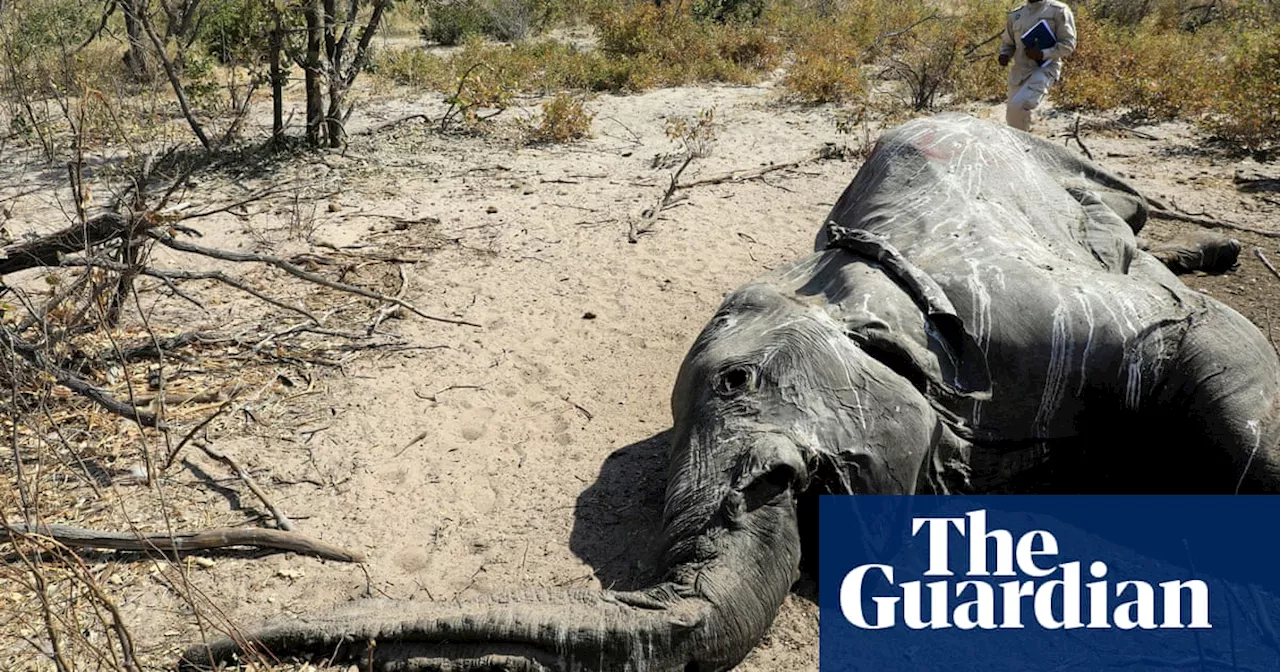 Scientists discover why dozens of endangered elephants dropped dead