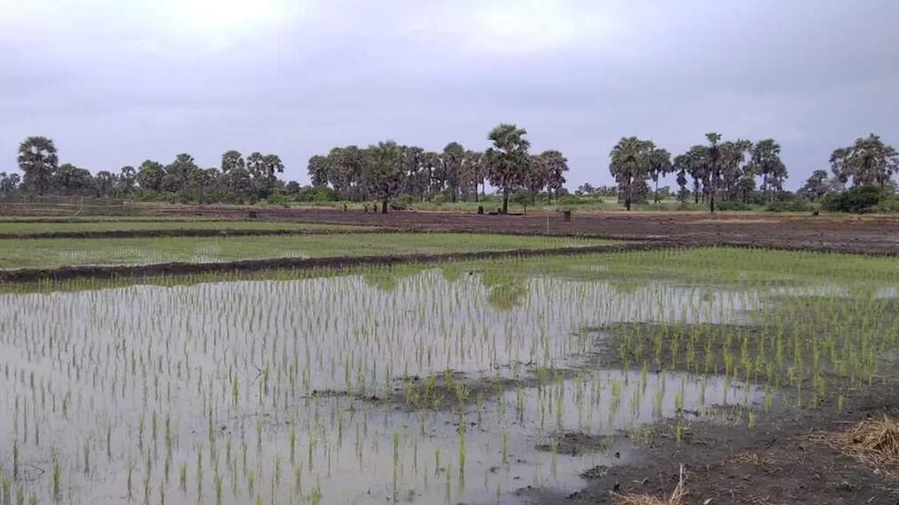 Peak of El Nino, Maluku Rice Center Threatened by Drought