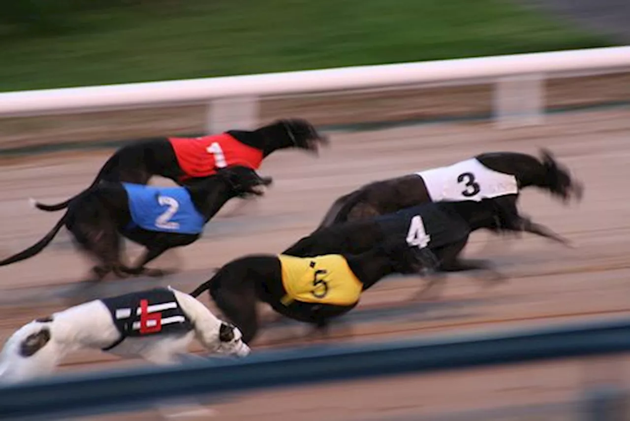 – a Great Night Out at Harold’s Cross Greyhound Stadium with the Irish Greyhound Board [COMPETITION CLOSED]