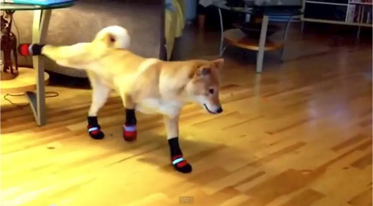 Barkley The Dog Doesn’t Really Like His New Socks…