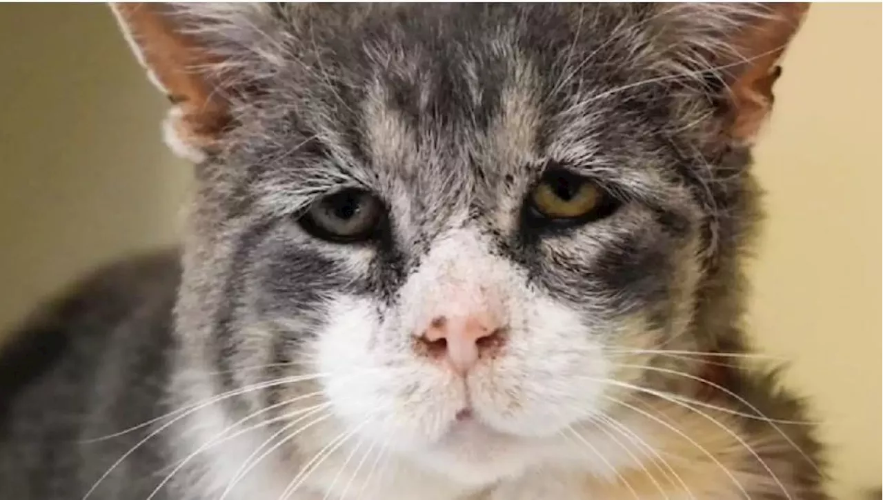 Wilfred, il gatto malato dallo sguardo triste, trova la felicità dopo 8 anni tra strada e canile