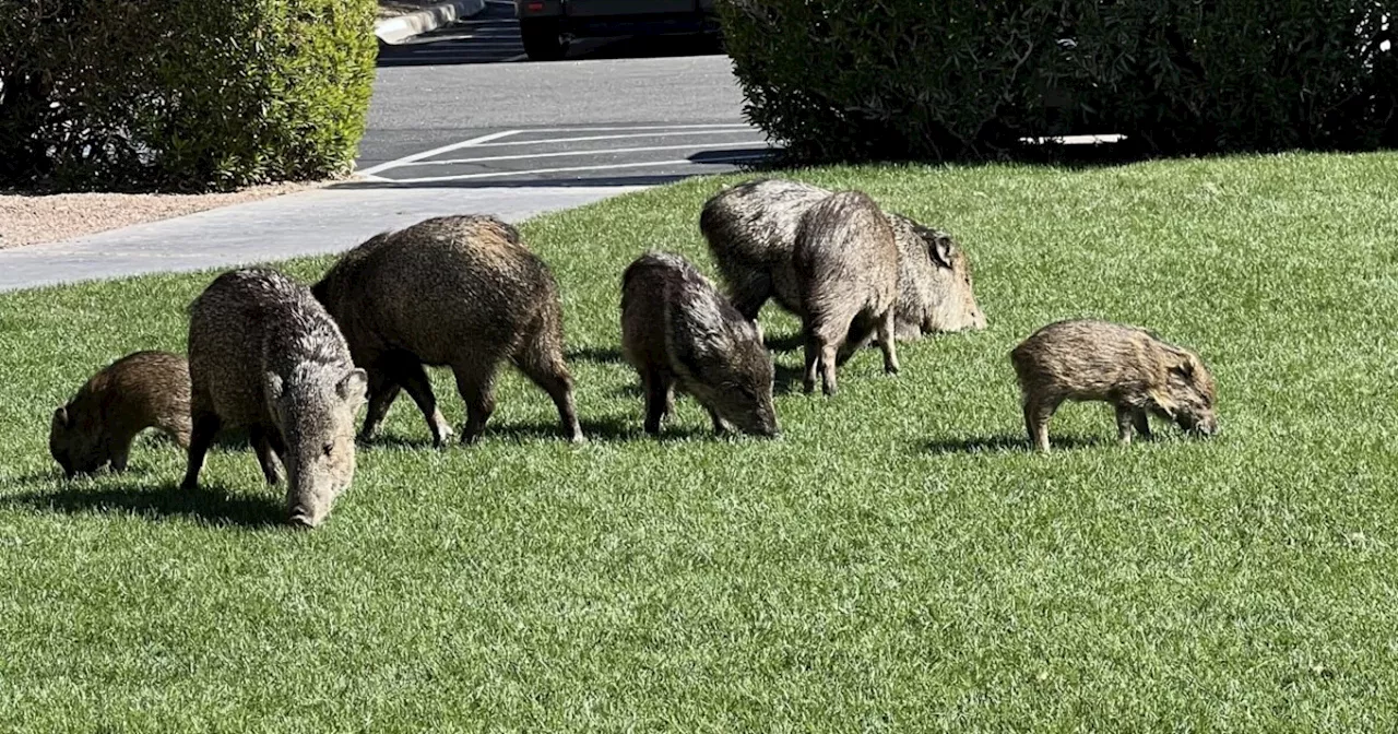 Hungry javelinas are ripping through this Arizona golf course