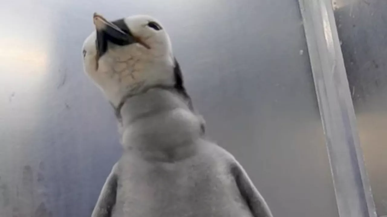 SeaWorld San Diego welcomes first emperor penguin chick in 13 years