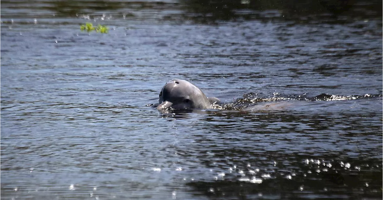 Neun Staaten beteiligen sich:Staaten wollen das Aussterben von Flussdelfinen verhindern