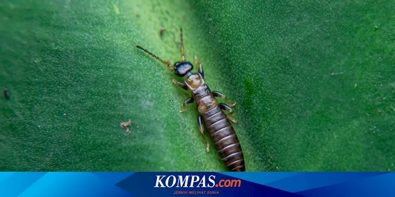 7 Cara Membasmi Cocopet di Rumah tanpa Pestisida Beracun