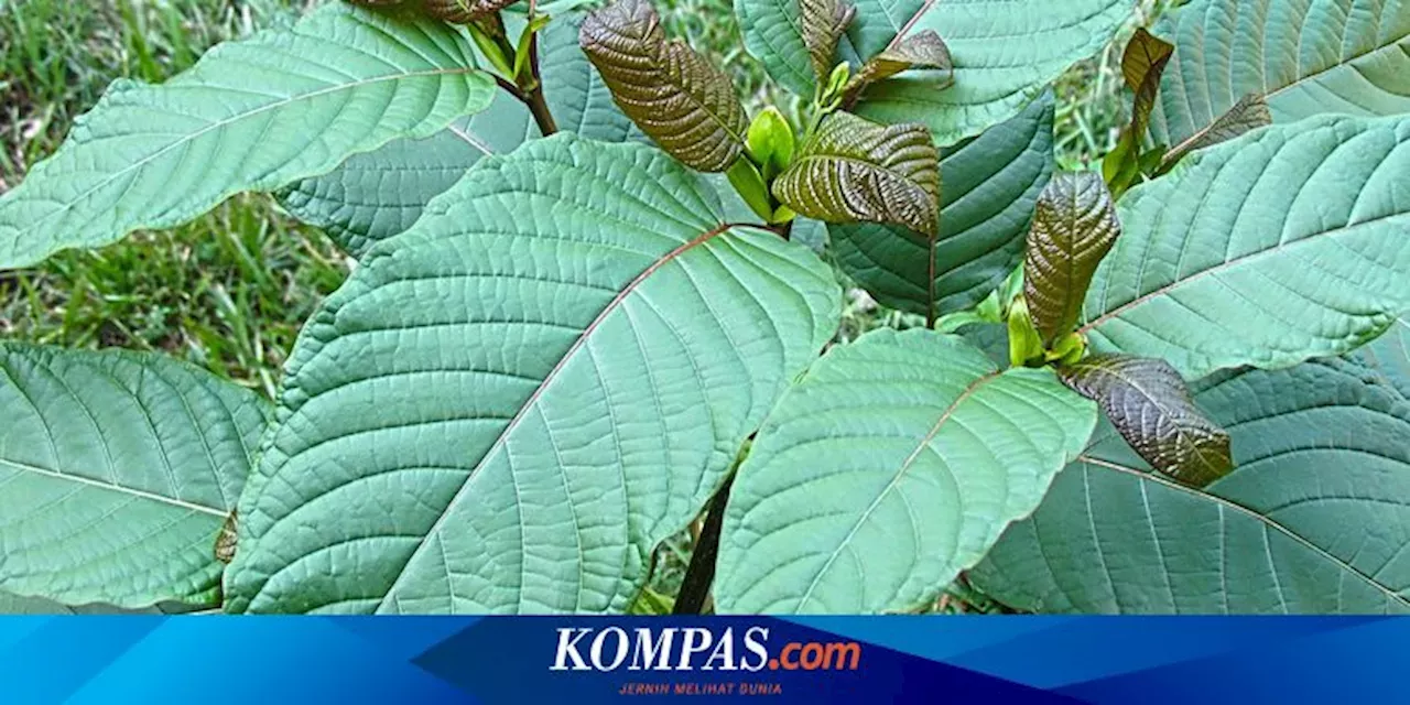 Apa Saja Manfaat Daun Kratom Dan Efek Sampingnya