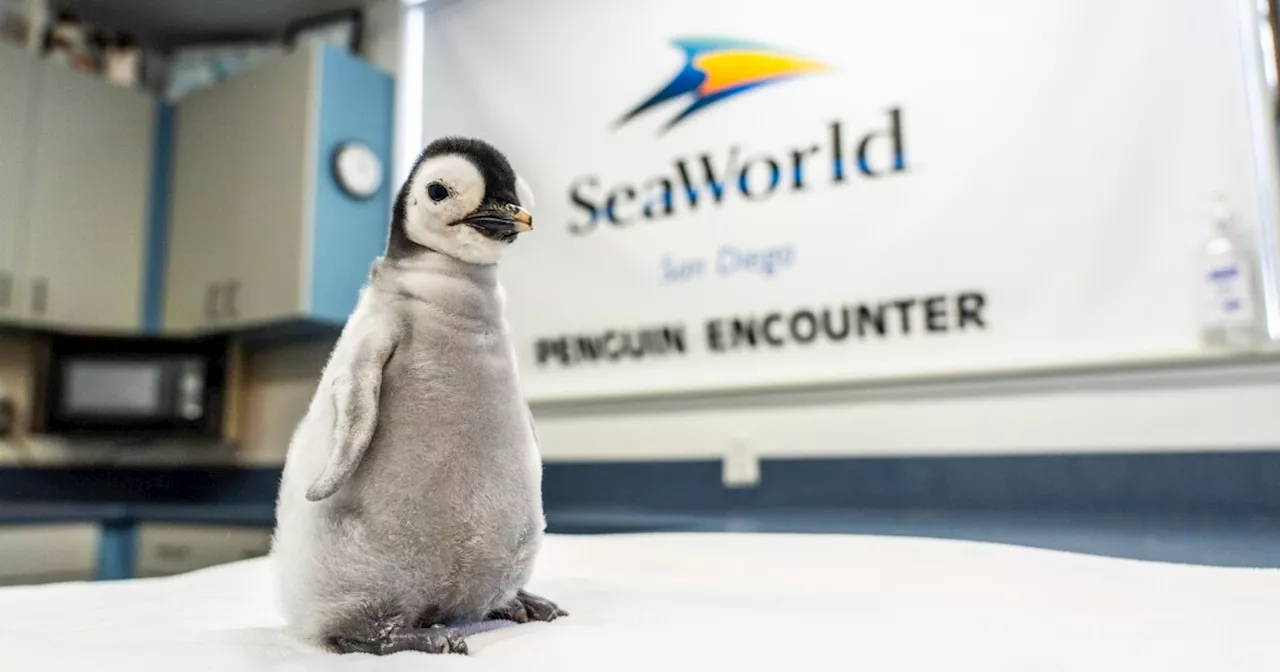 First emperor penguin chick hatched at SeaWorld San Diego since 2010