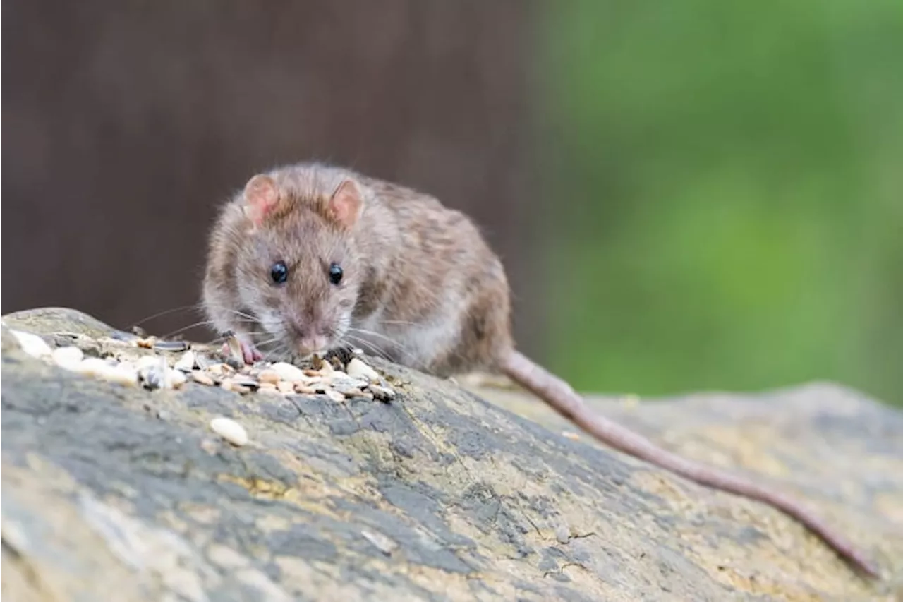 Rats! Houston is among 2023 ‘rattiest’ cities in US, according to study