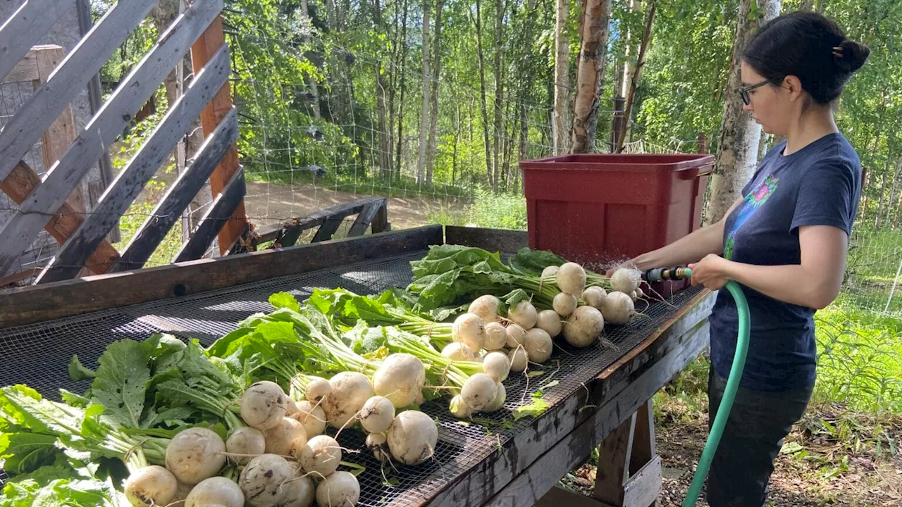 Later freezes could make new crops possible for Alaska farmers, but climate change brings challenges