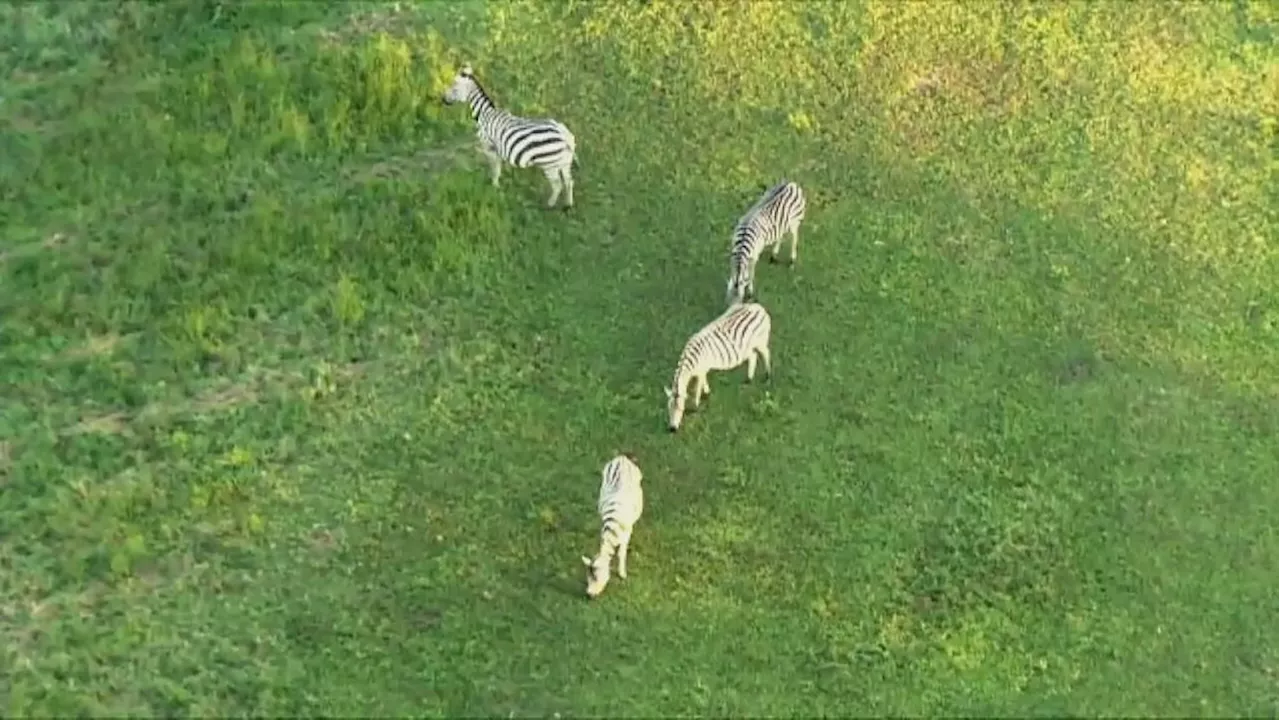 Maryland Zebra owner found not guilty in 2021 animal cruelty case