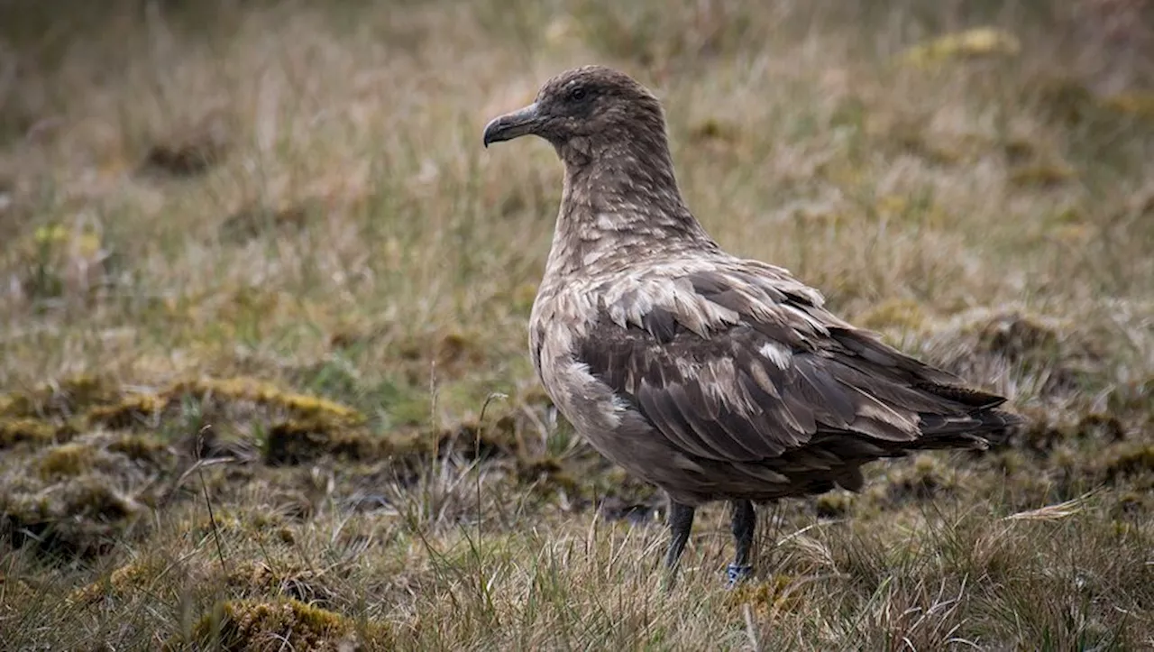 'Une nouvelle dramatique' : la grippe aviaire détectée pour la première fois au large de l'Antarctique