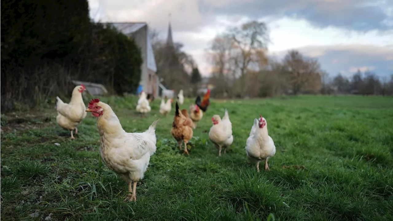 Sailly-lez-Lannoy: 3 000 poules pondeuses attendent d’être sauvées de l’abattoir