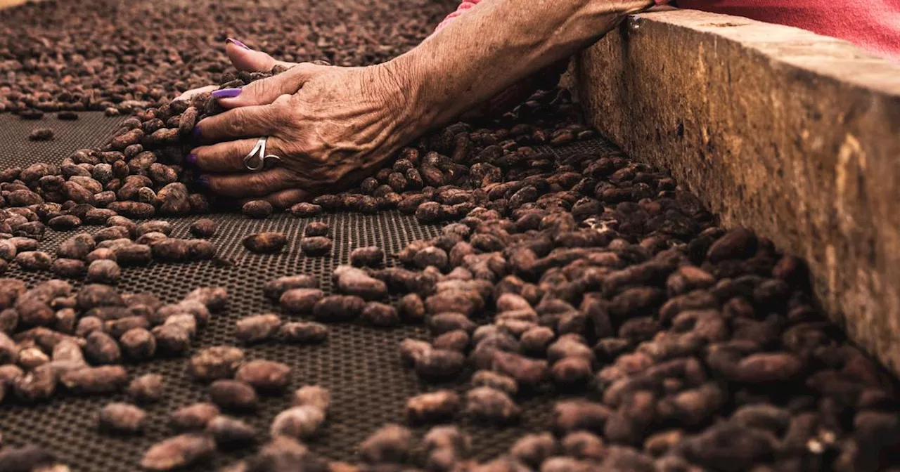 Le cours du cacao au plus haut depuis 44 ans, de quoi faire craindre une envolée du prix du chocolat