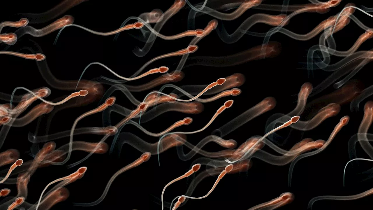 Scientists decode 'LEGO protein' that makes sperm swim