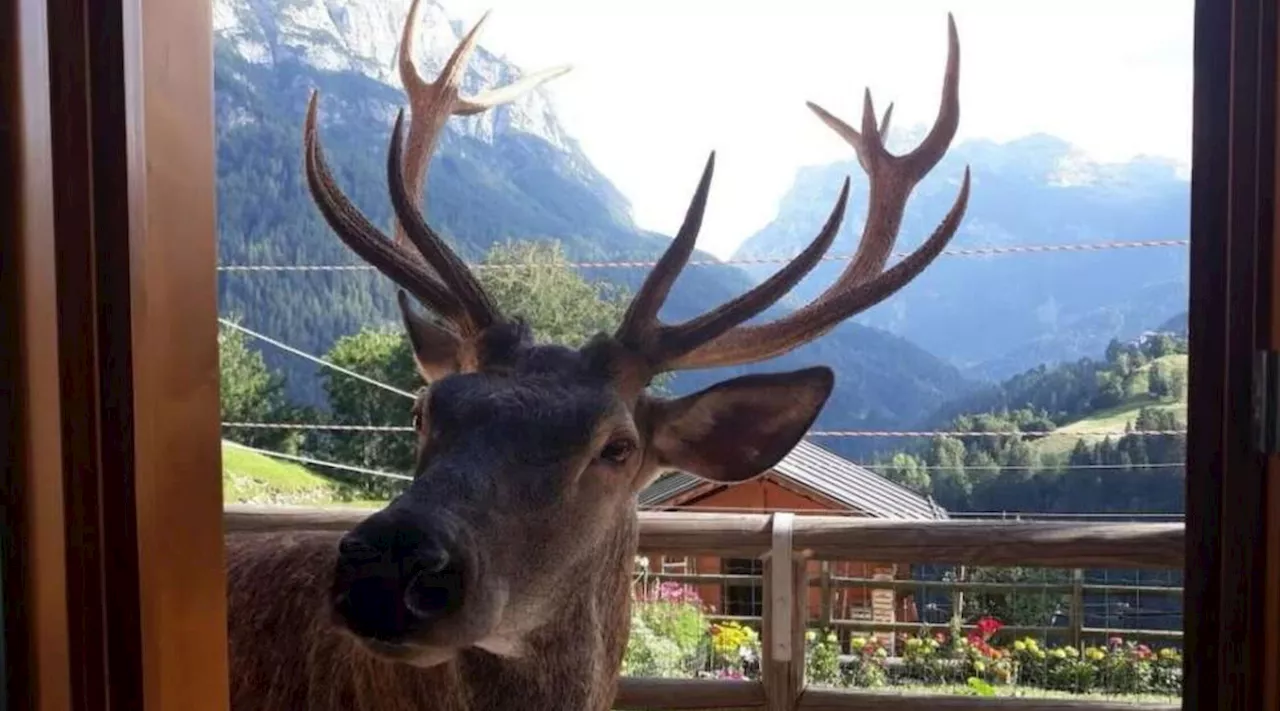 Belluno, il padre dell'uomo che ha ucciso il cervo-mascotte di Pecol: 'Poteva essere cacciato'