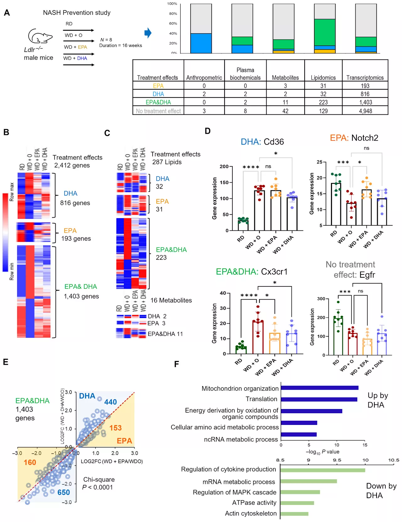 Researchers uncover mechanism for treating dangerous liver condition