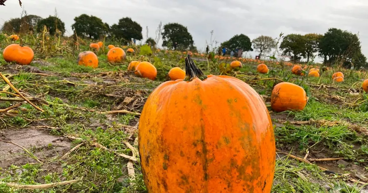 Best way to carve a pumpkin as carver gives off best tips for this Halloween