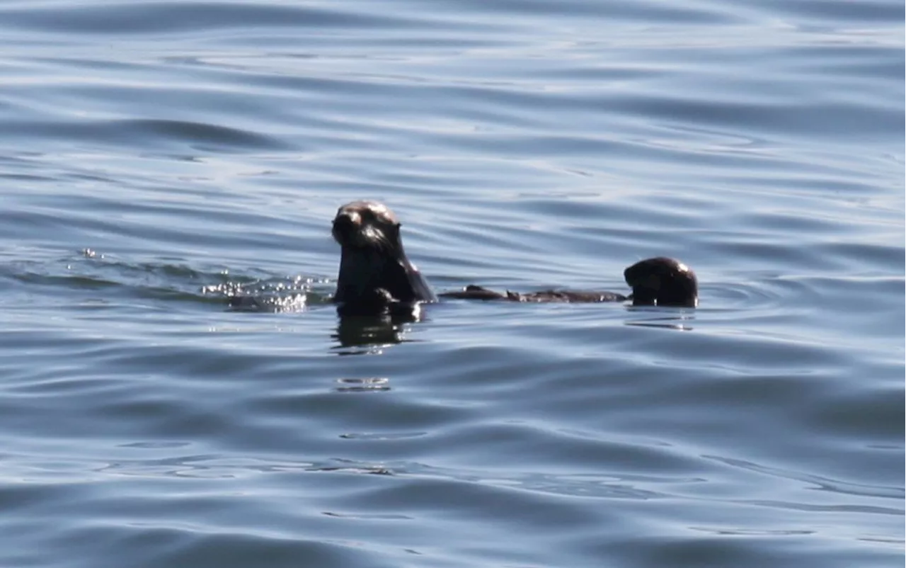 Surfboard-stealing otter of Santa Cruz appears with tiny pup