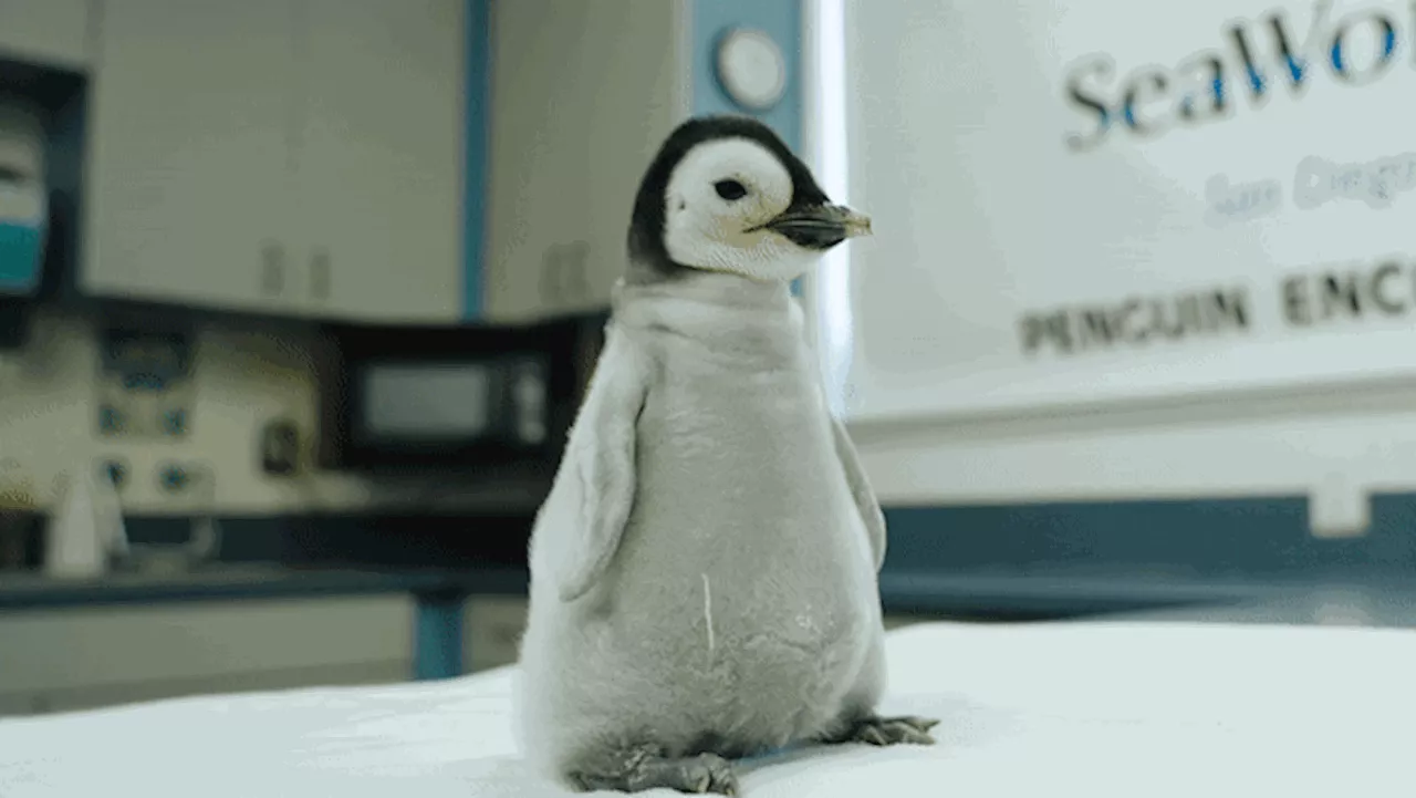 Hello, Happy Feet! California Seaworld welcomes first Emperor penguin chick in 13 years