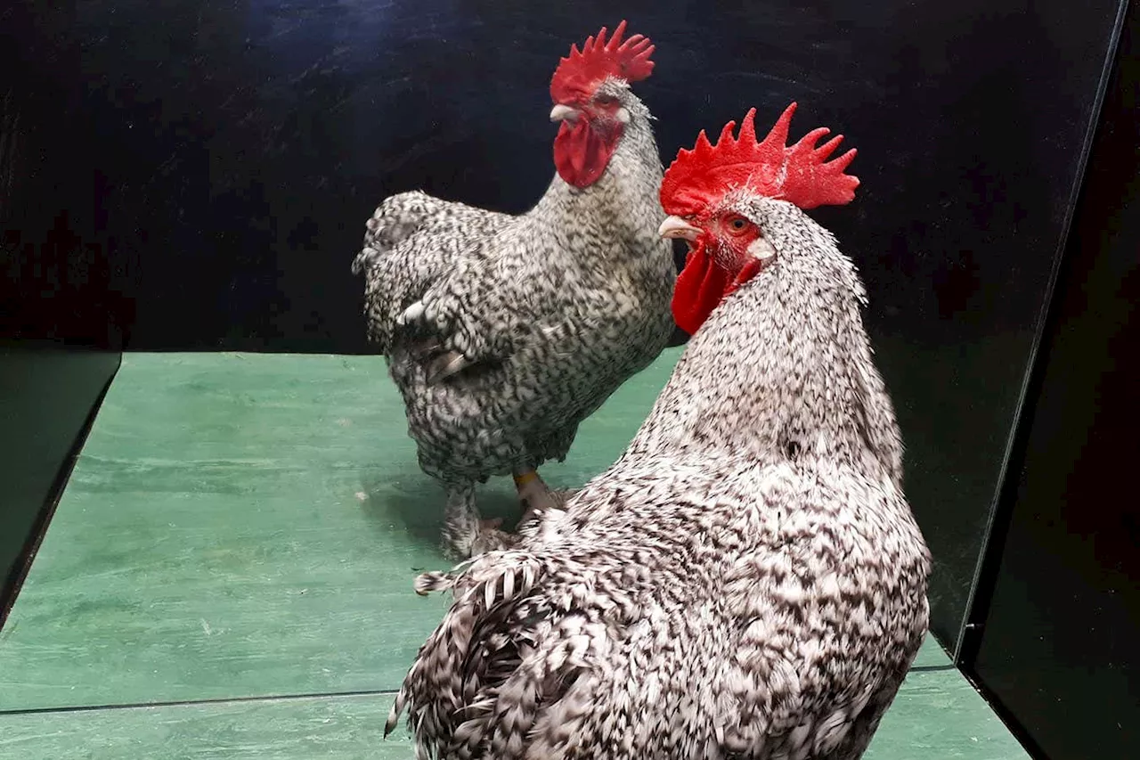 Roosters may be able to recognise themselves in a mirror