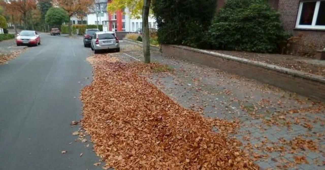 Das Laub von Straßenbäumen belastet Anlieger in Herford