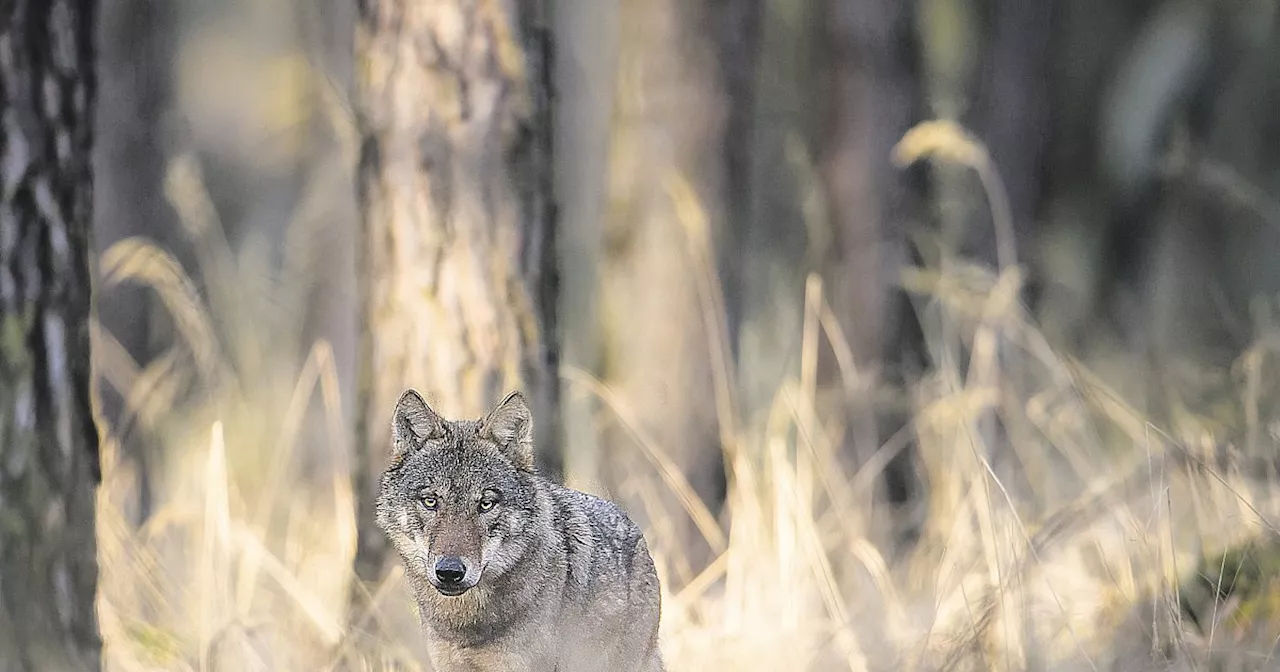 Spaziergänger will Wolf im Kreis Gütersloh gesehen haben - das sagen Experten dazu