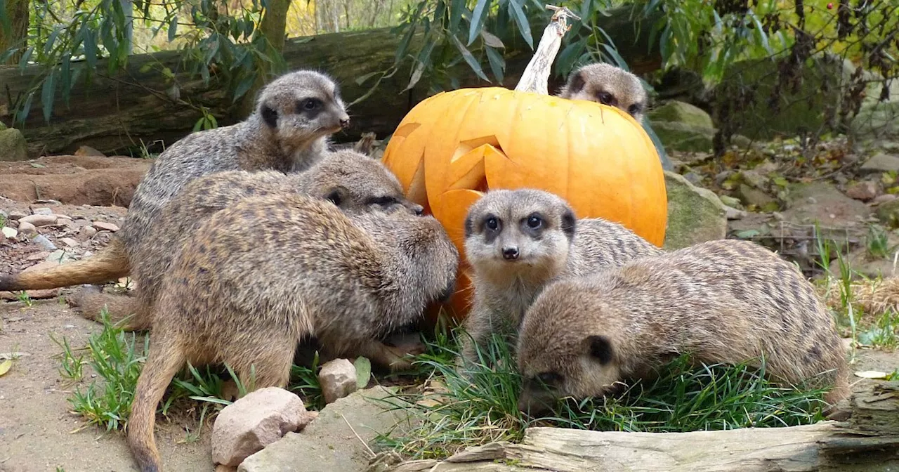 Tierpark in Höxter lädt zur Halloween-Party mit süßen Erdmännchen ein