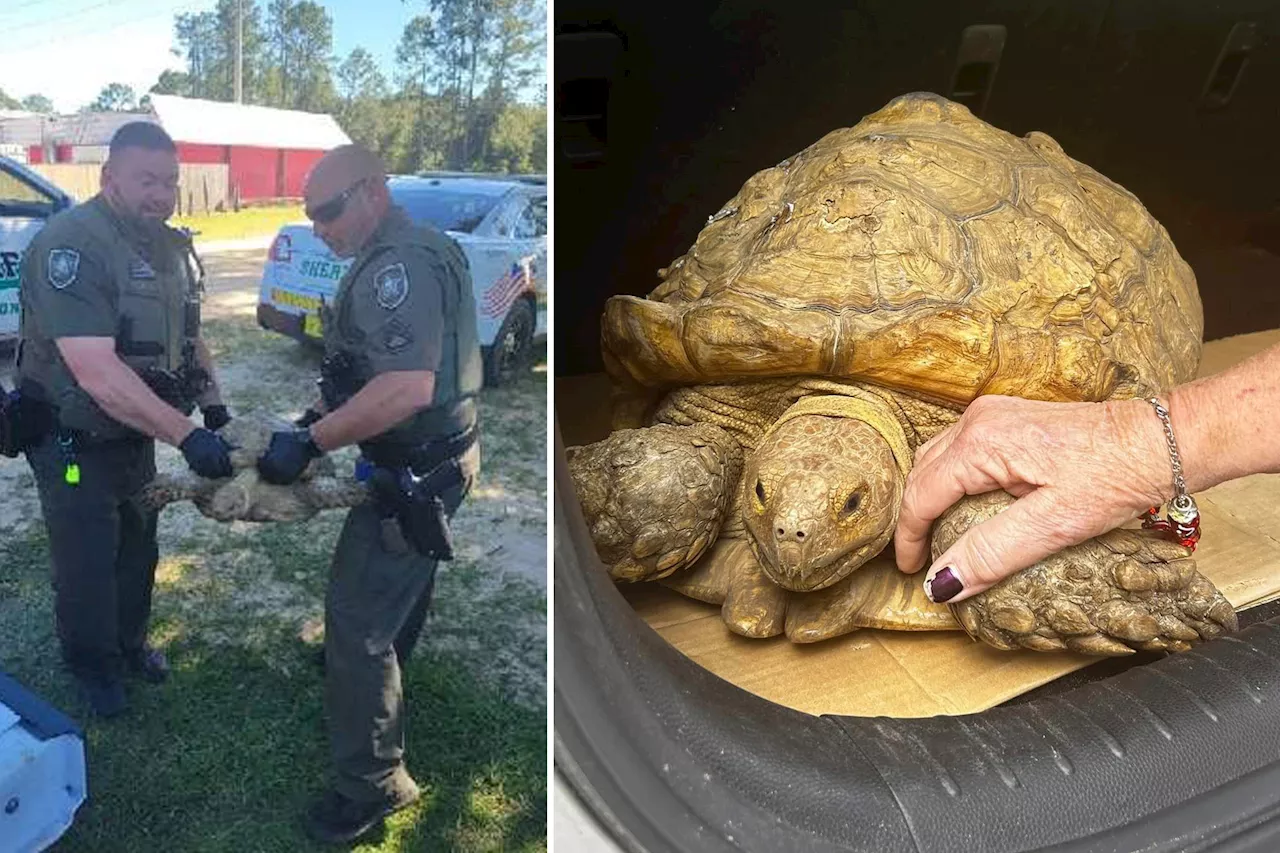 'Escape artist' tortoise reunited with family 3 years after fleeing