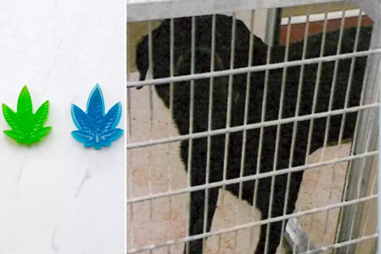 Michigan woman mauled by 'stressed' Rottweiler after she fed him a THC gummy