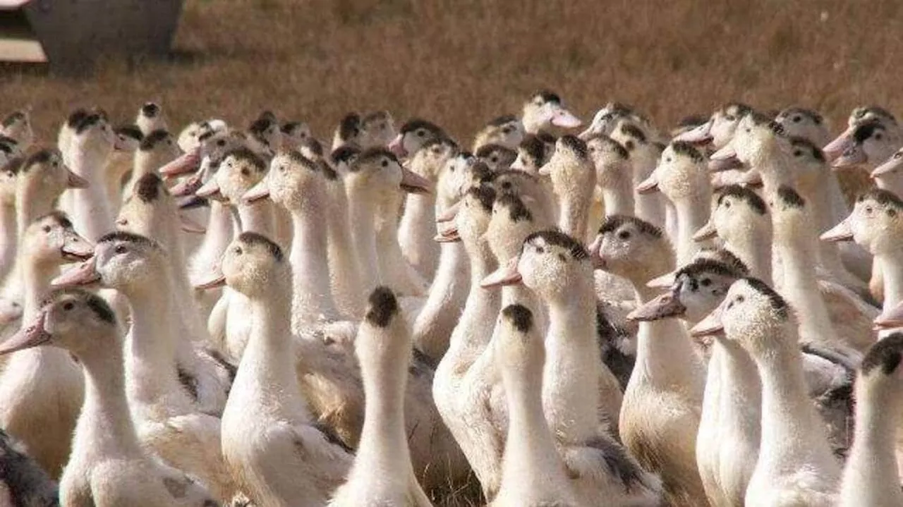 Grippe aviaire : plus de 40 000 canards déjà vaccinés en Sarthe