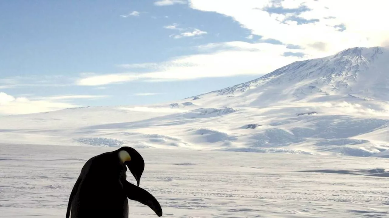 La grippe aviaire détectée pour la première fois au large des côtes de l’Antarctique