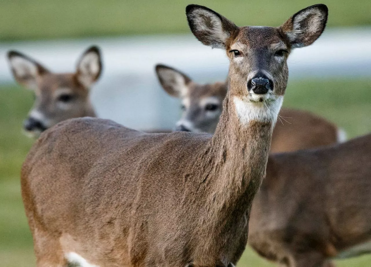 Deer in love and end of daylight saving time collide to increase risk on roads