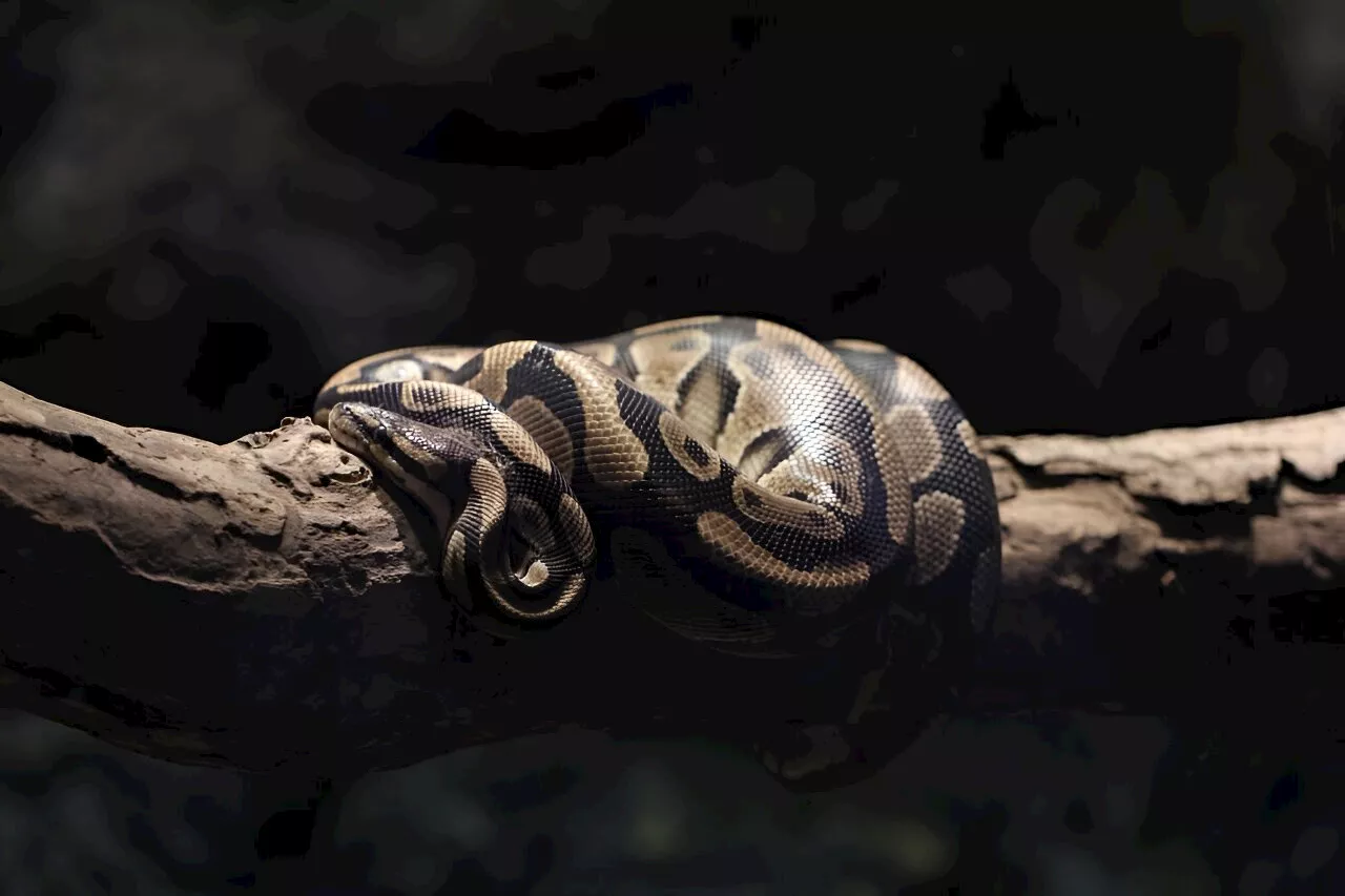 A parasitic haunting: When snakes are eaten from within