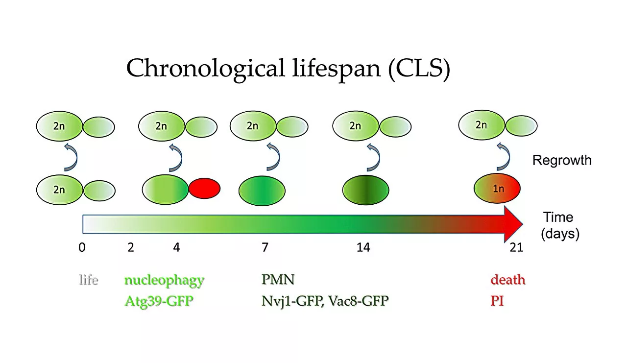 Autophagy's role in DNA loss and survival of diploid yeast cells during chronological aging