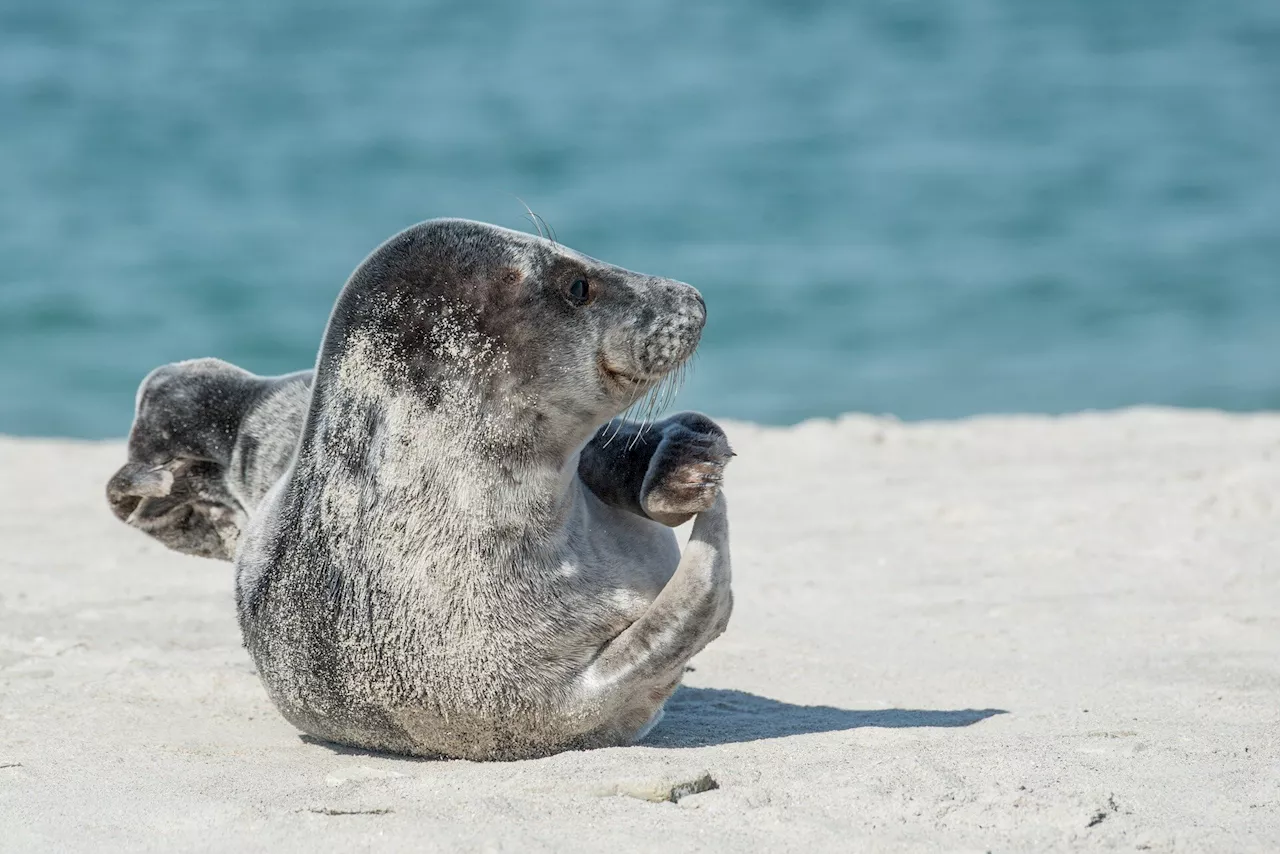 Bird flu kills more than 500 marine mammals in Brazil