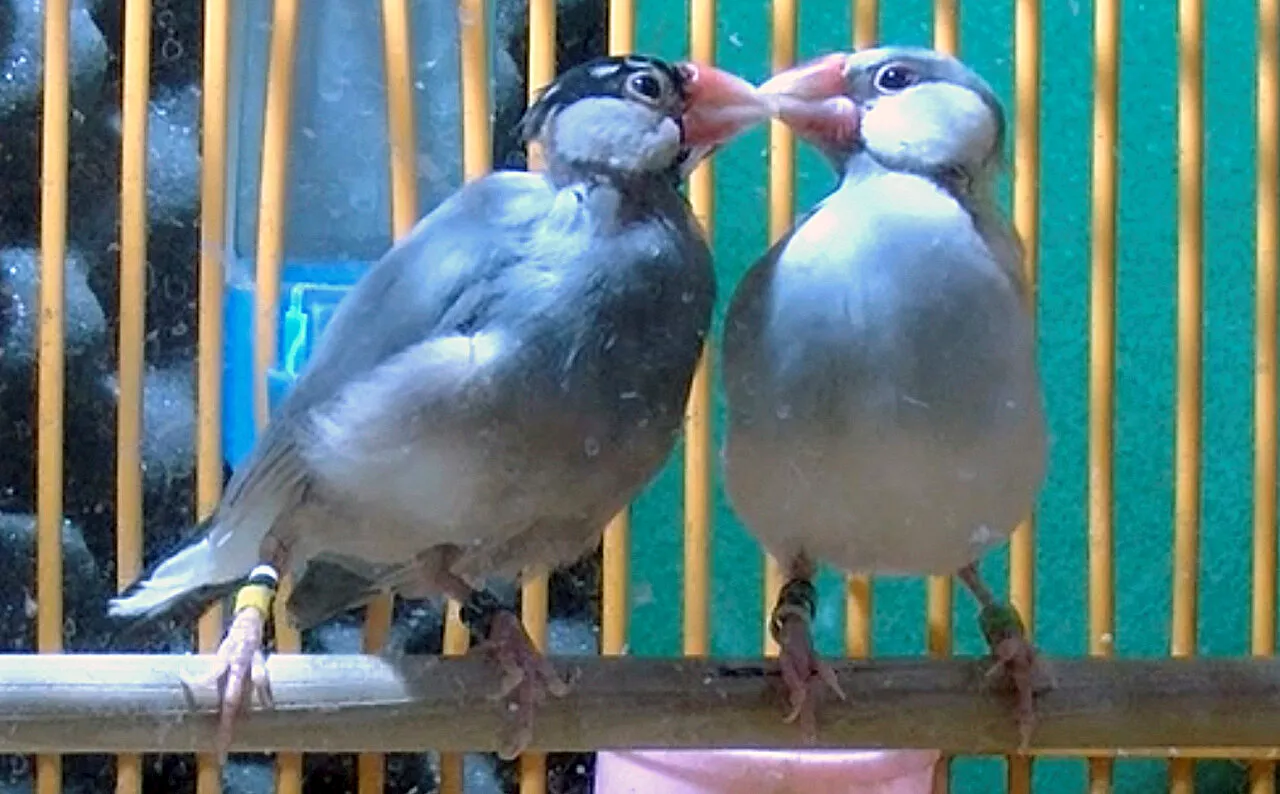 Pair-bonded Java sparrows show enlarged eye rings to signal breeding readiness