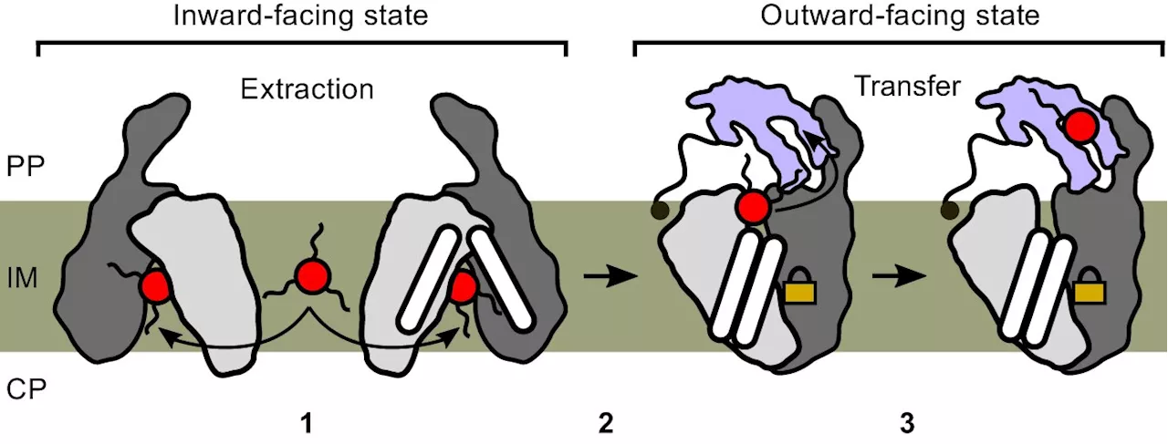 Researchers decipher role of triglycerides in cellular barrier of tuberculosis pathogen