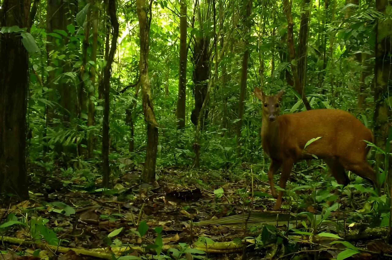 Subsistence poaching found to have little impact on biodiversity in the Amazon's environmental protection areas