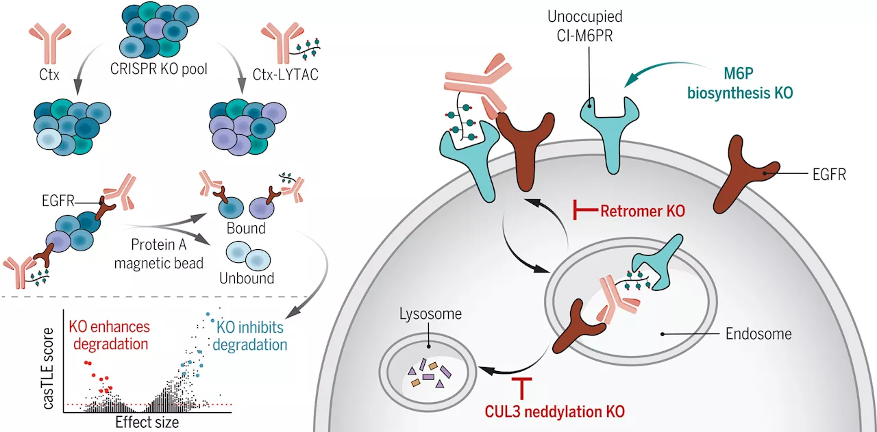 Unlocking pathways to break down problem proteins presents new treatment opportunities