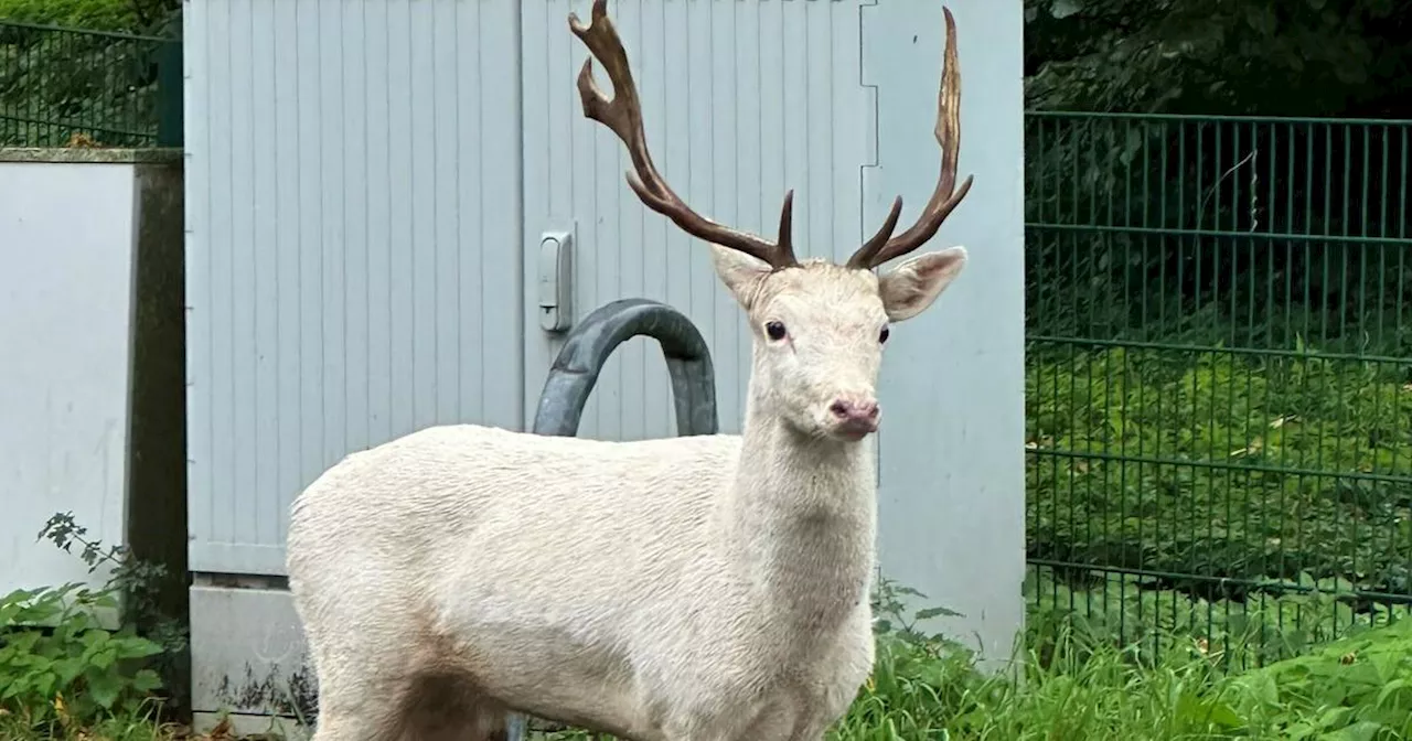 Moers: Weißer Hirsch auf Baumarktparkplatz