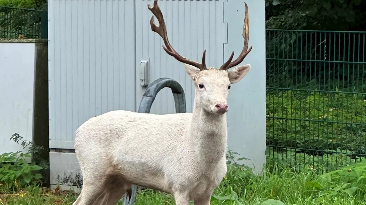 Moers: Seltener weißer Hirsch treibt sich vor Baumarkt rum