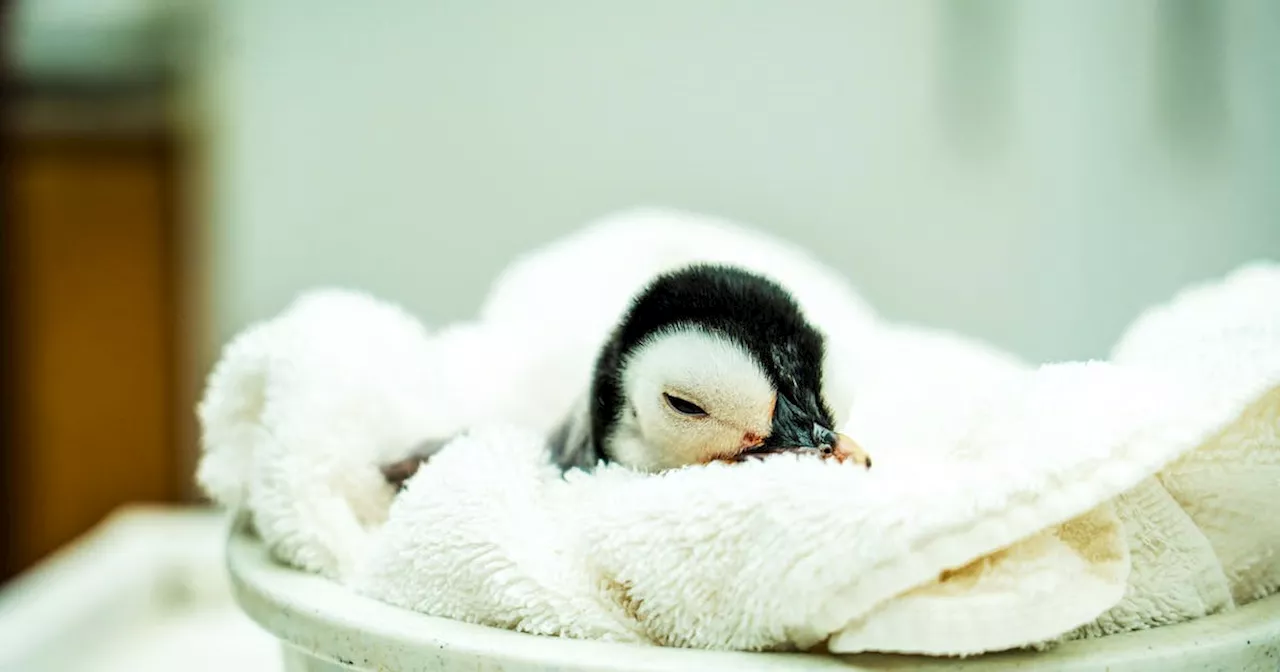 In a rarity, emperor penguin chick hatches at Sea World San Diego