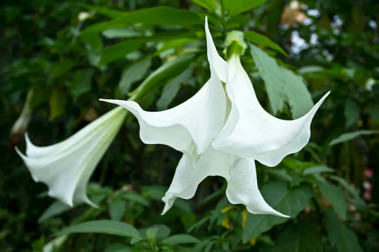 Si vous habitez en Île-de-France, attention à cette plante toxique observée dans la région